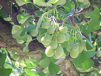 Species: Ginkgo biloba Family: Ginkgoaceae Ima... Species: Ginkgo biloba Family: Ginkgoaceae Ima...